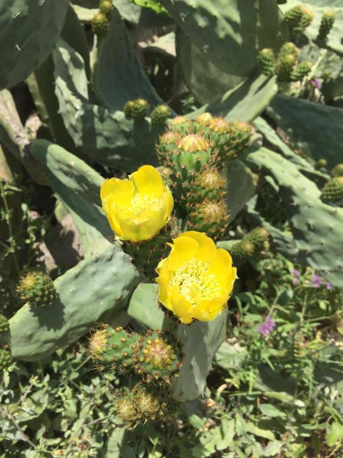 Terre Di Sicilia Bed & Breakfast